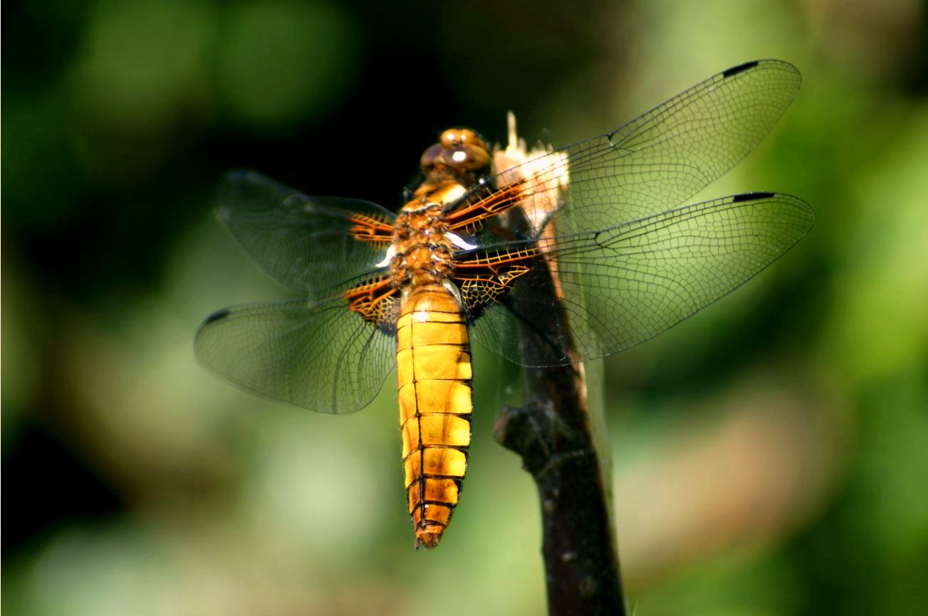  Gele Platbuik Libelle (Libellulus depressa) 