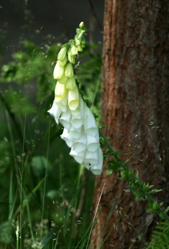 vingerhoedskruid. var.alba