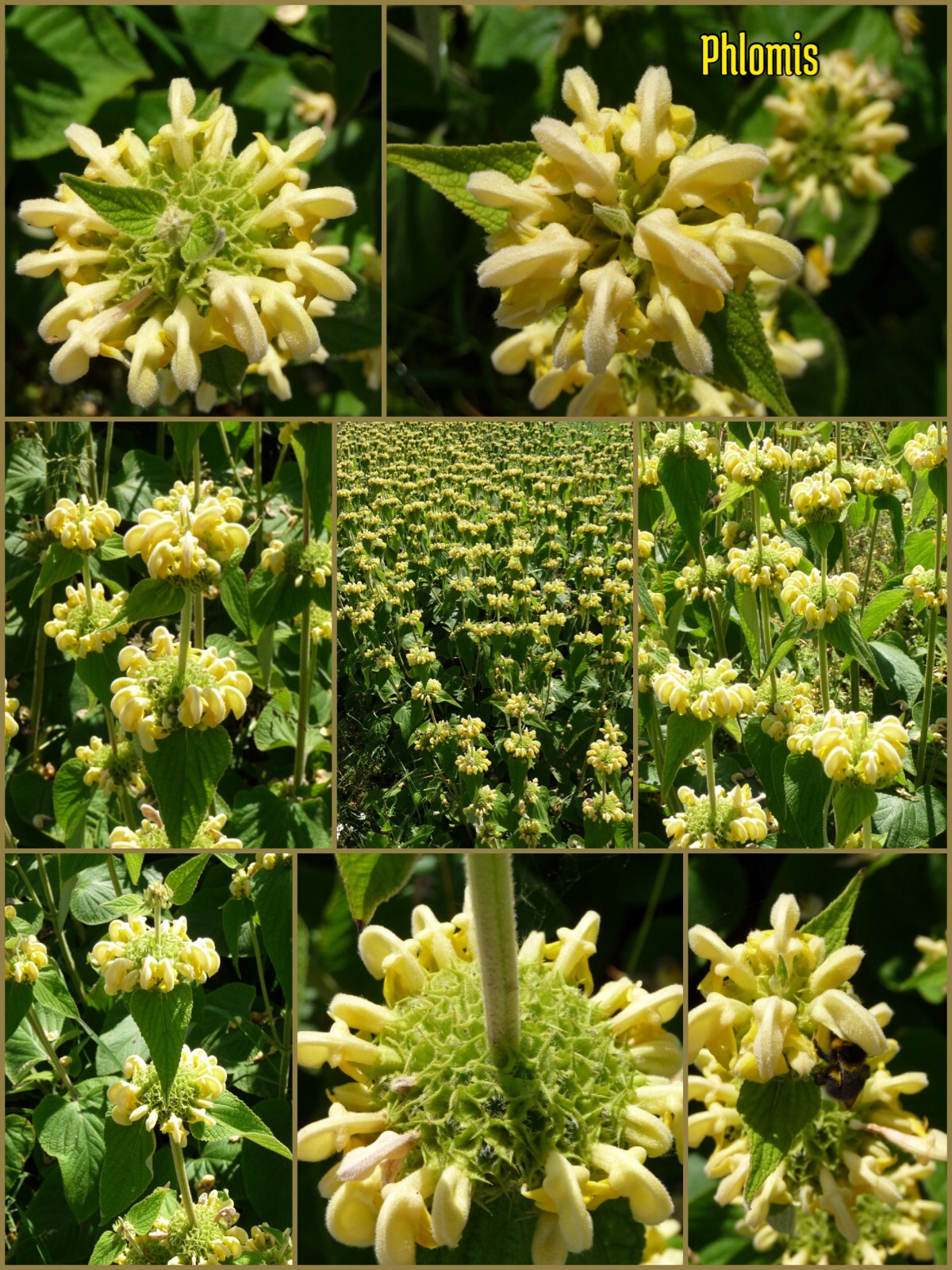 Phlomis
