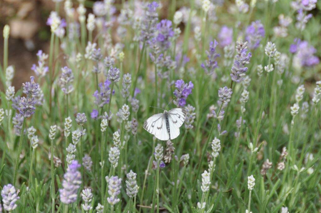 Lavendel