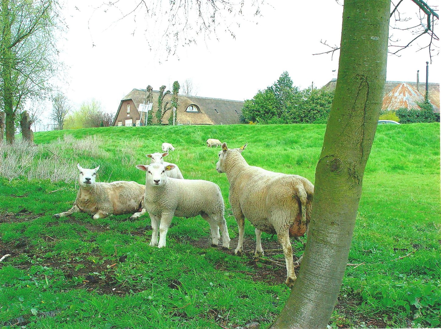 Schapen 