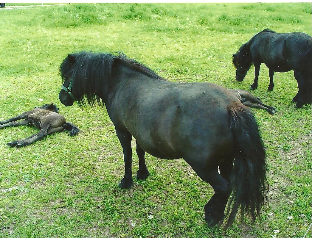 Zwarte Ponnies