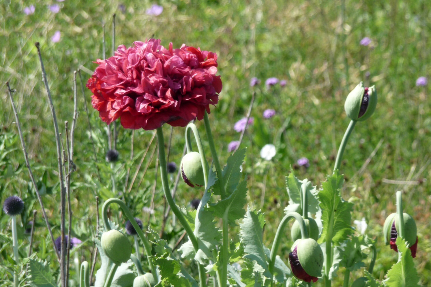Papaver