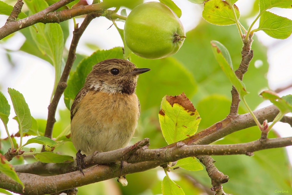 Appeltje voor de dorst.