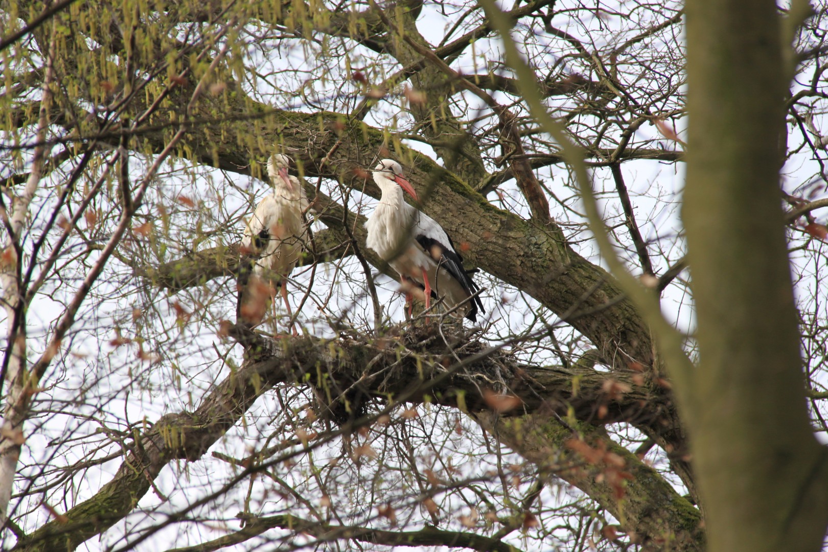 Ooievaarsnest in boom