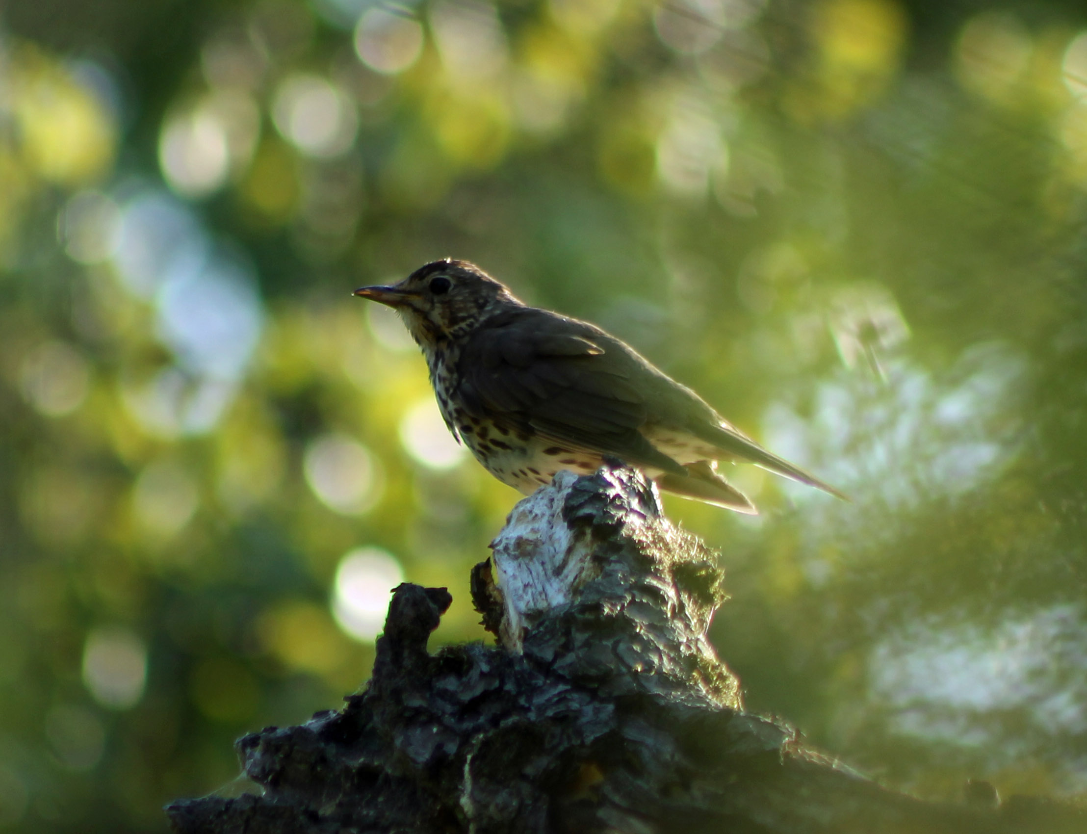 In het avondzonnetje