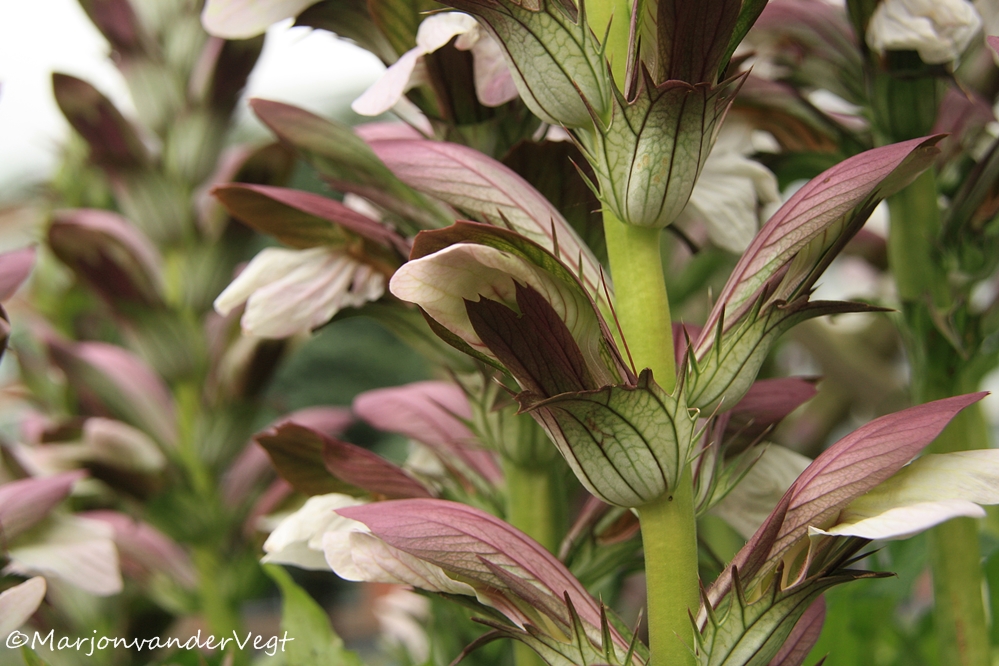  Acanthus mollis Latifolius