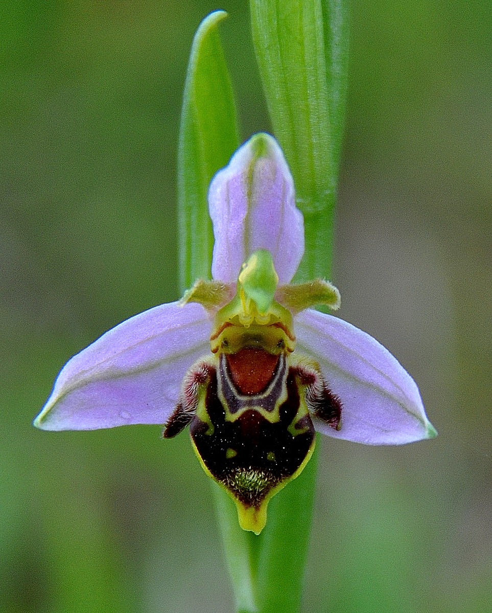 Bijenorchis.