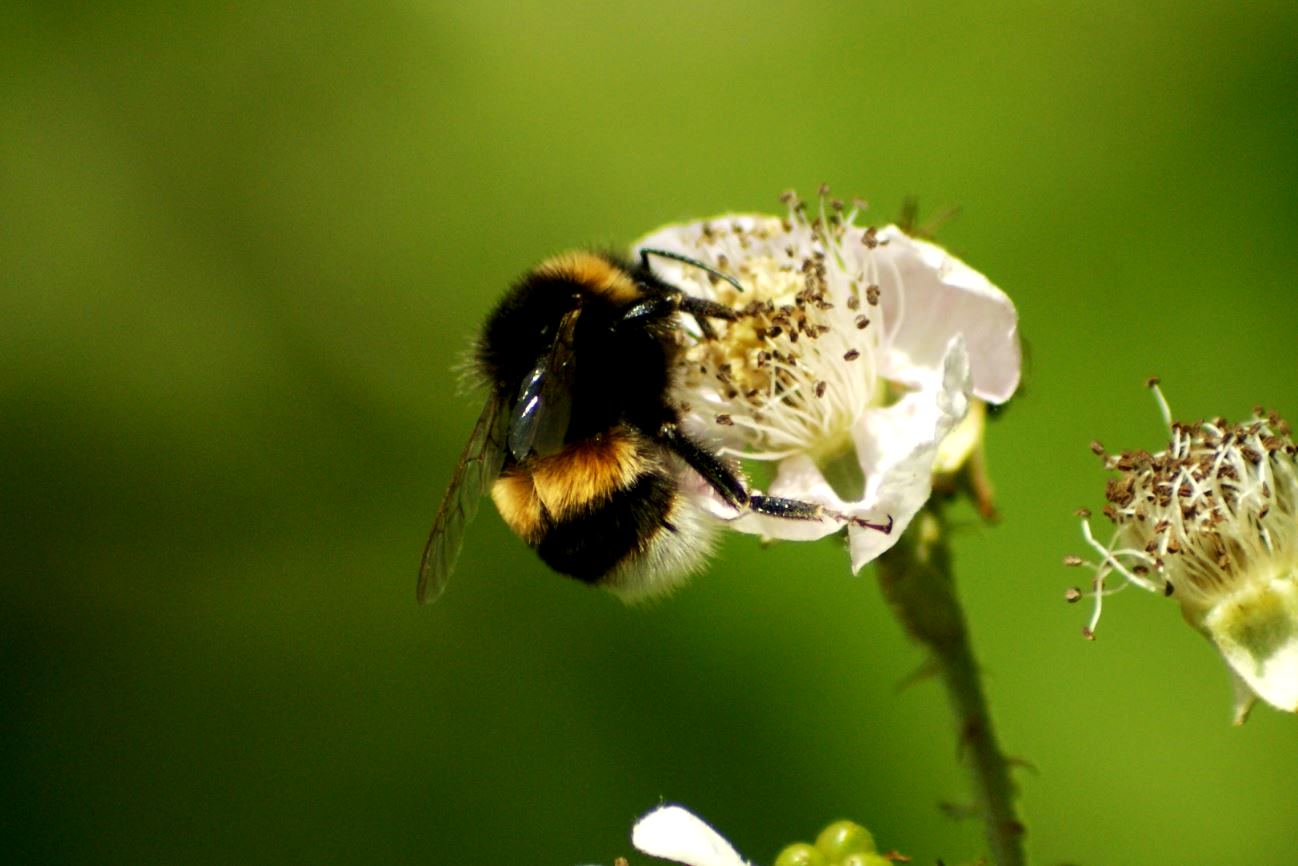 Hommel