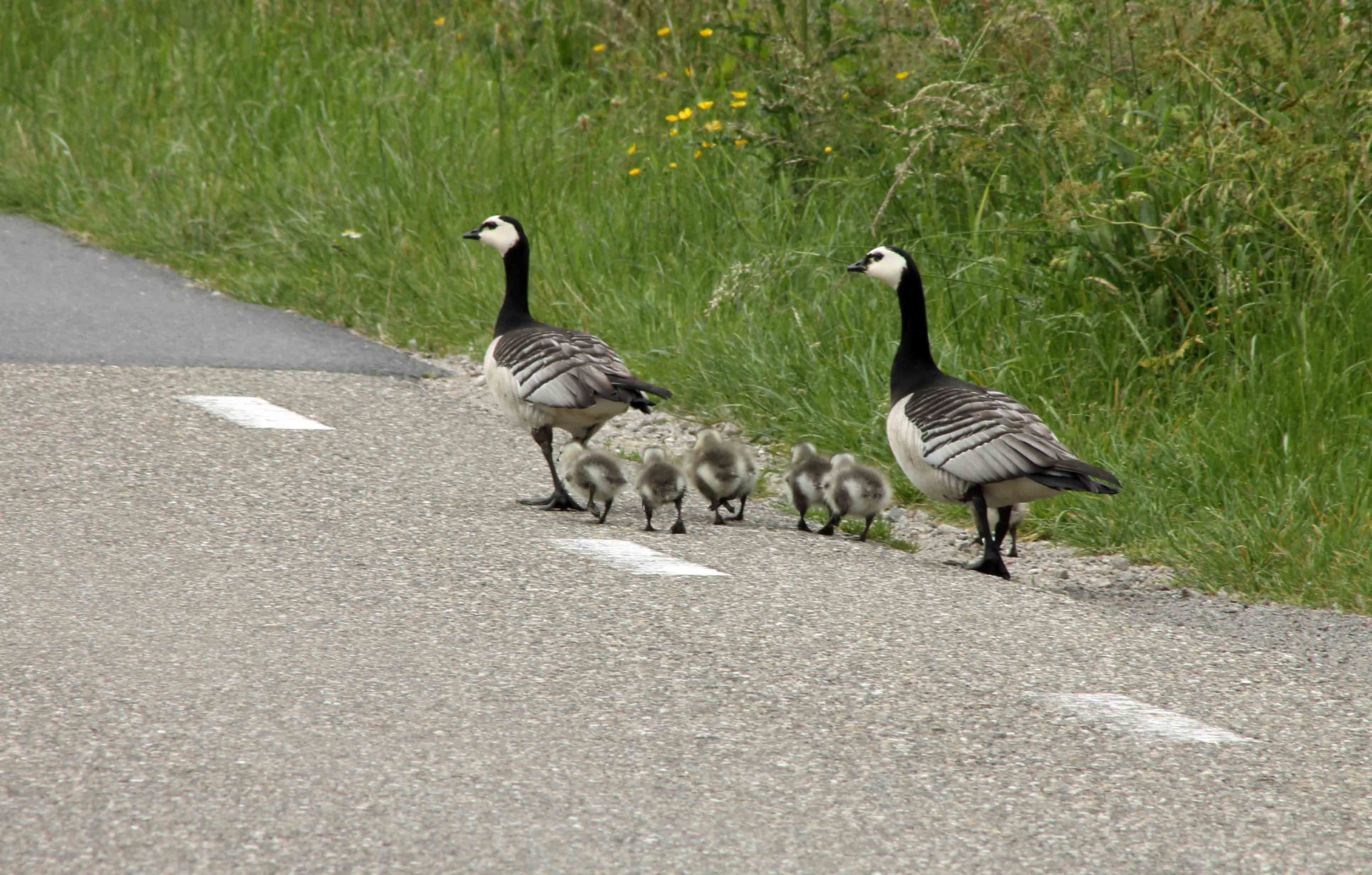 Altijd rechts houden