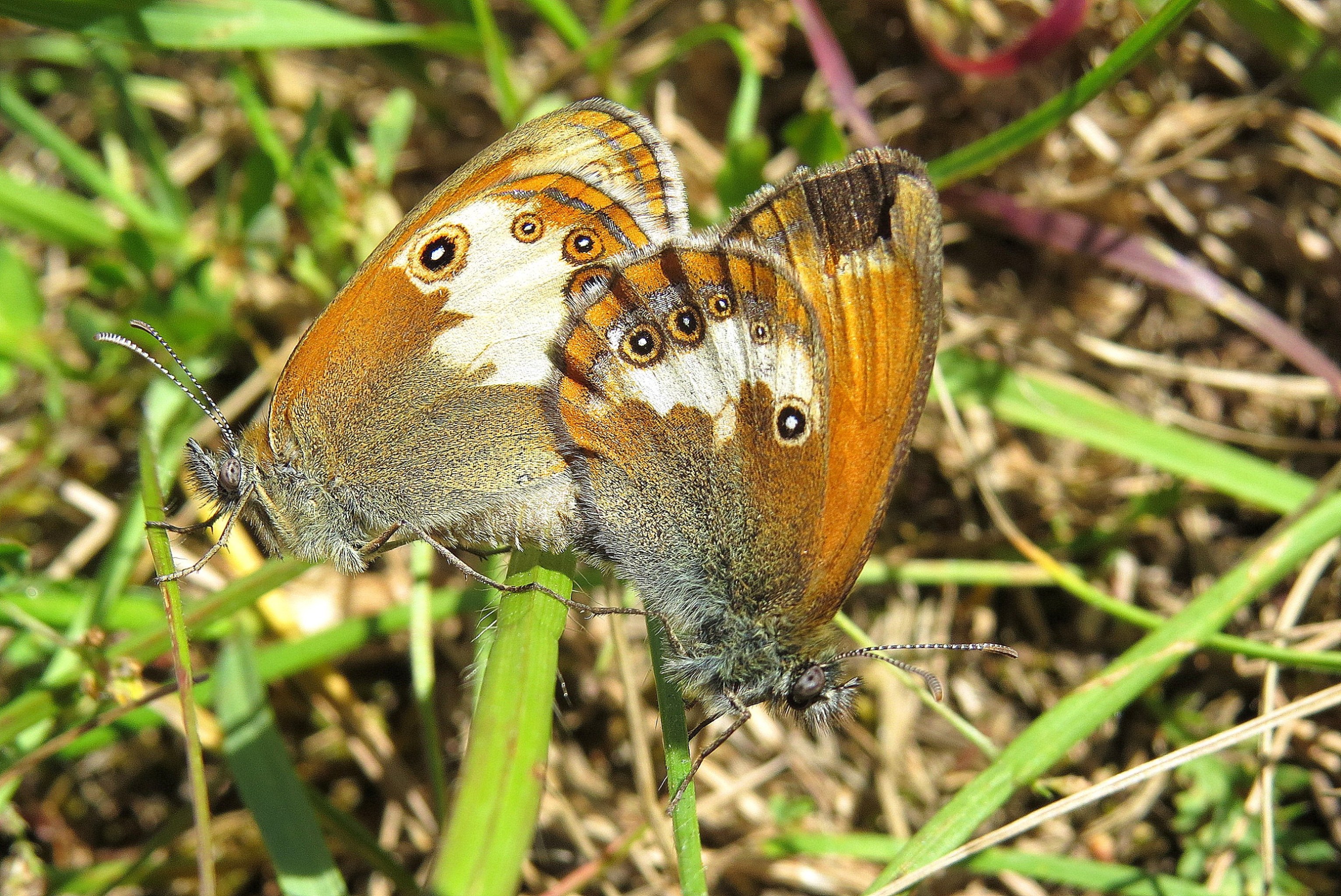 tweemaal tweekleurig