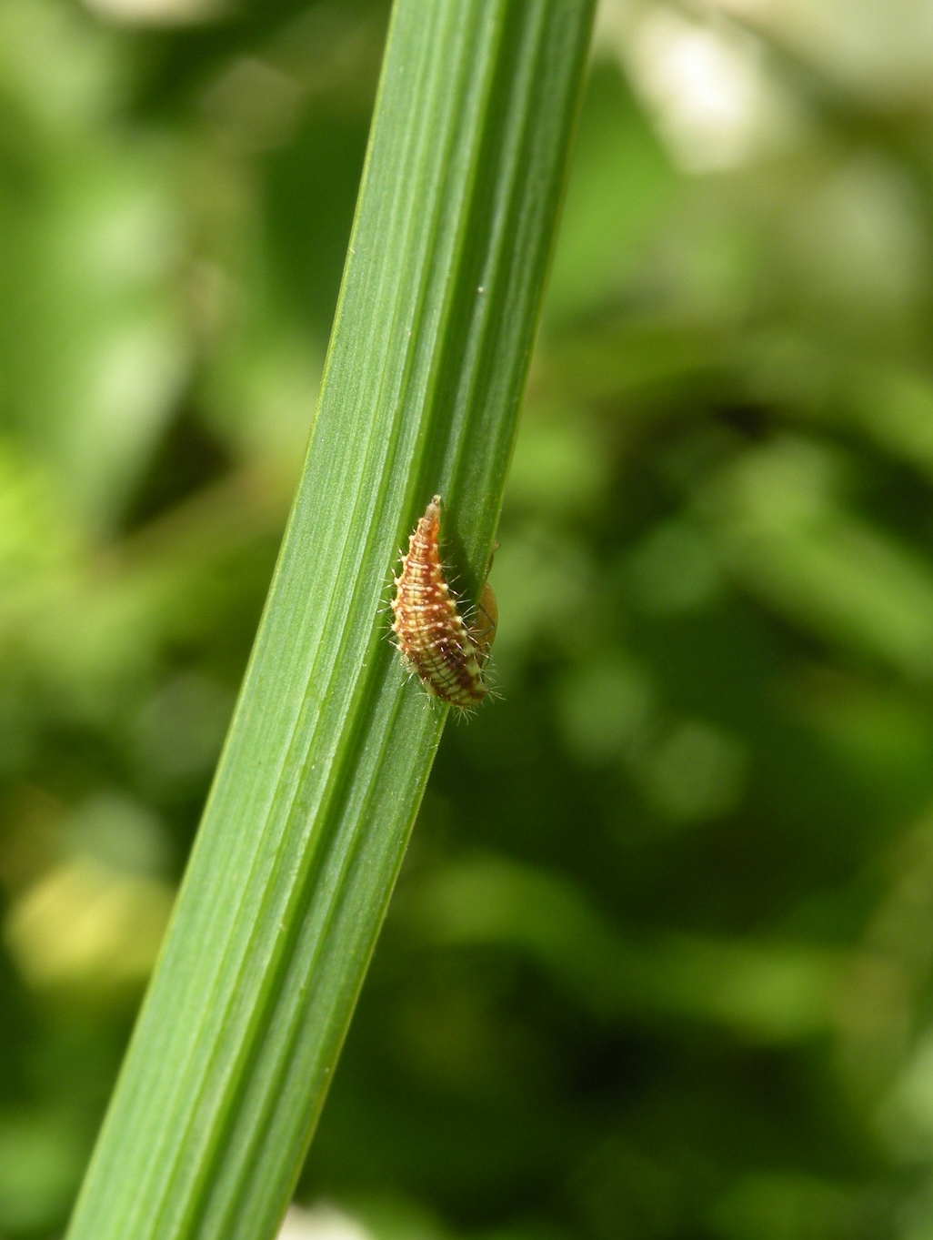 Larve Gaasvlieg wat zijn