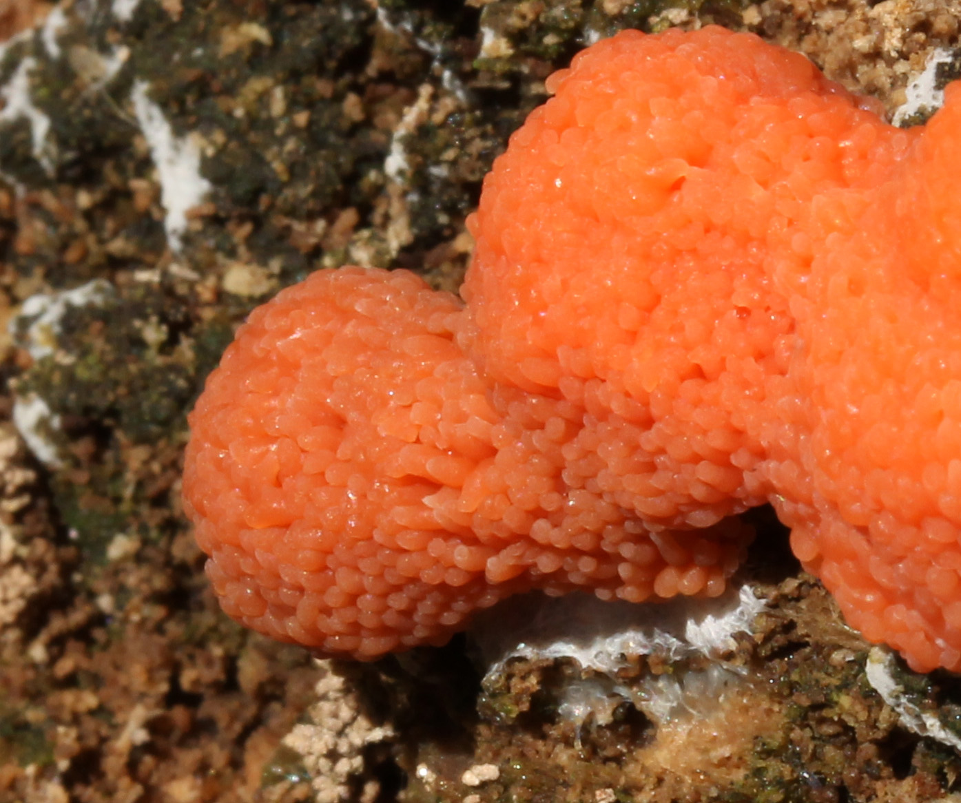 Rossig buiskussentje