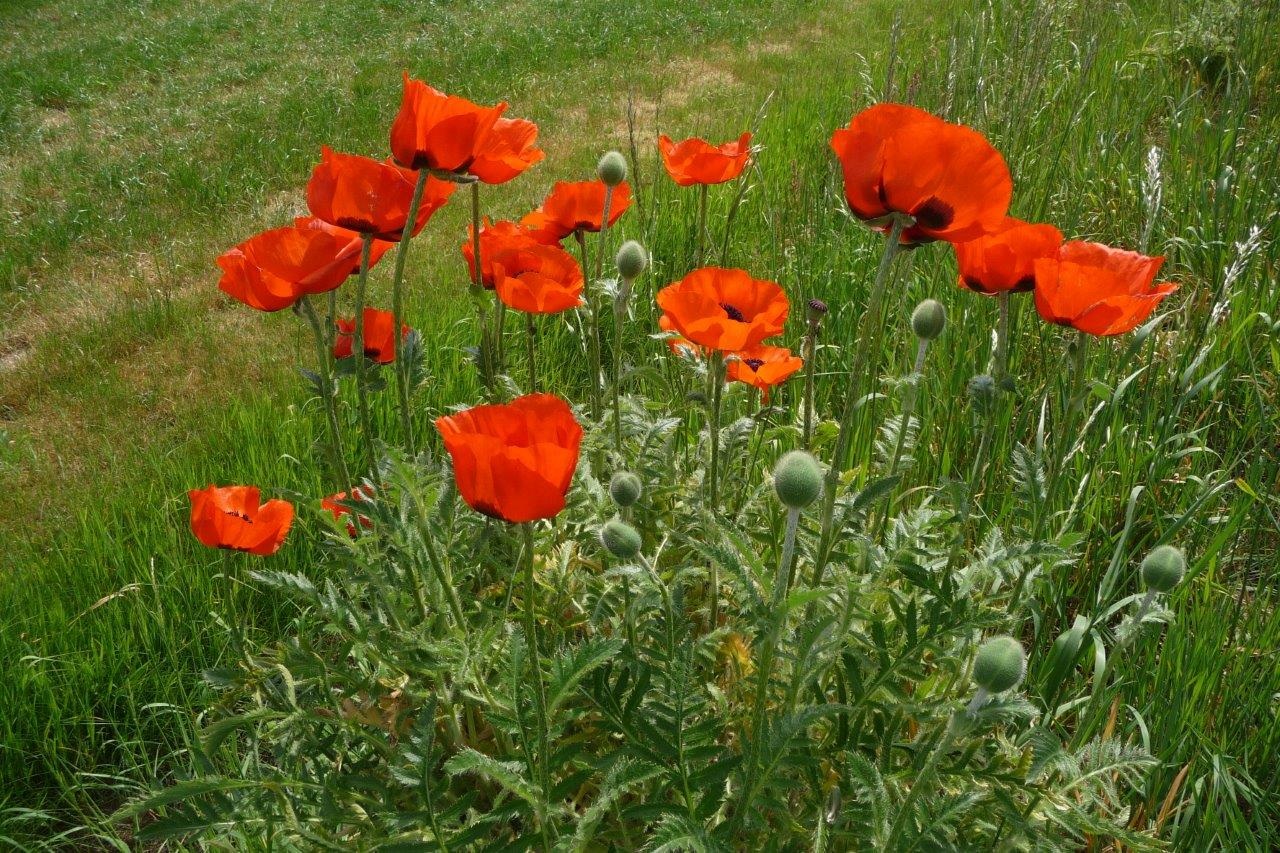 70 jaar D-Day 6/6/14