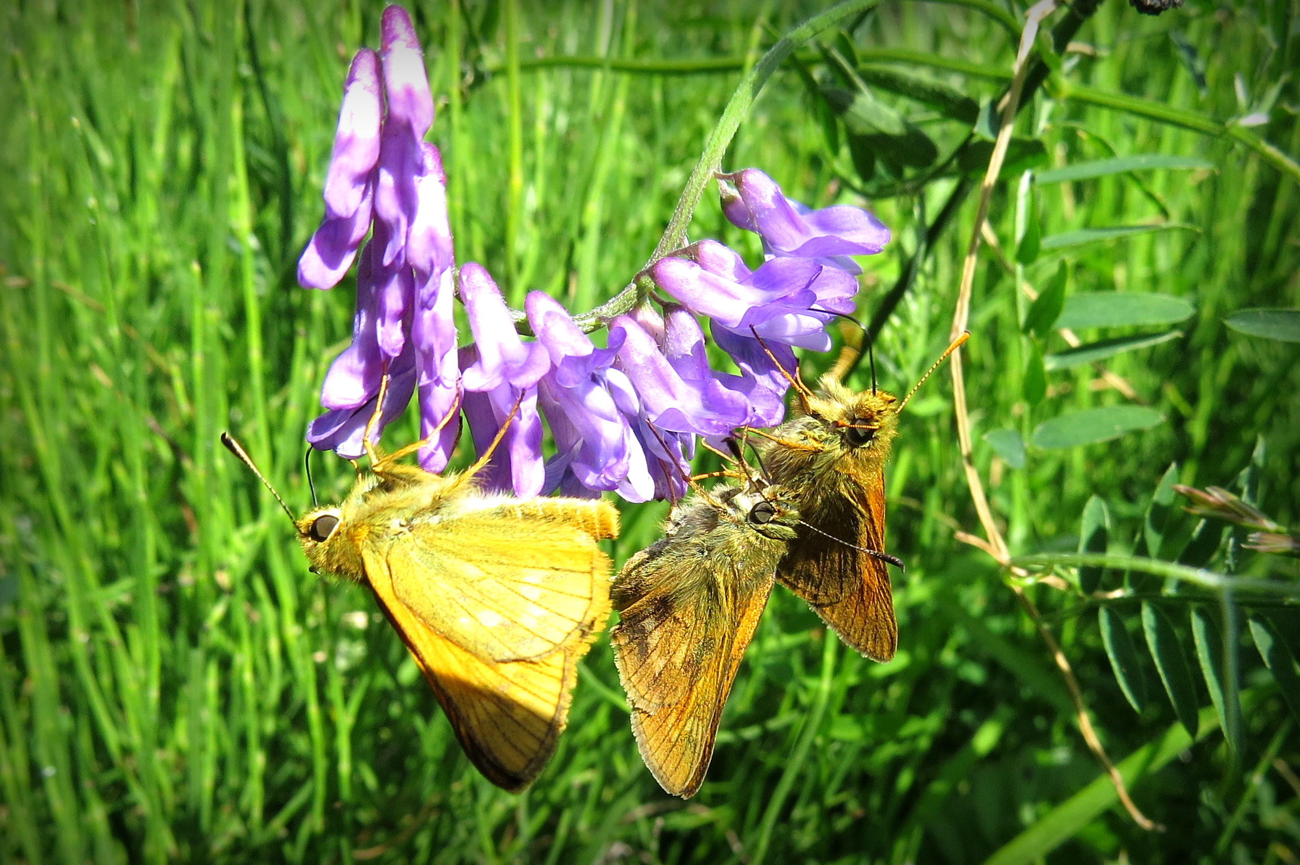 Smullen doe je samen