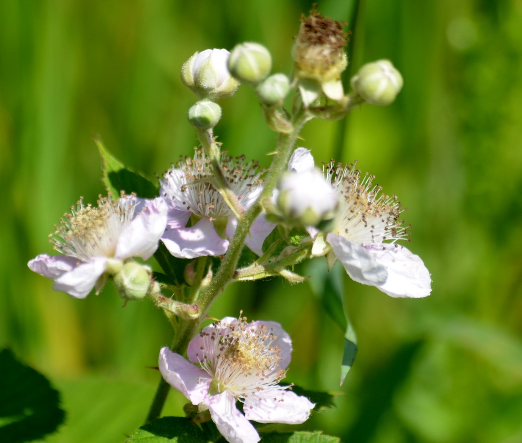 Bramenbloemen