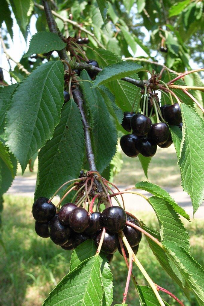 Donkere kersen