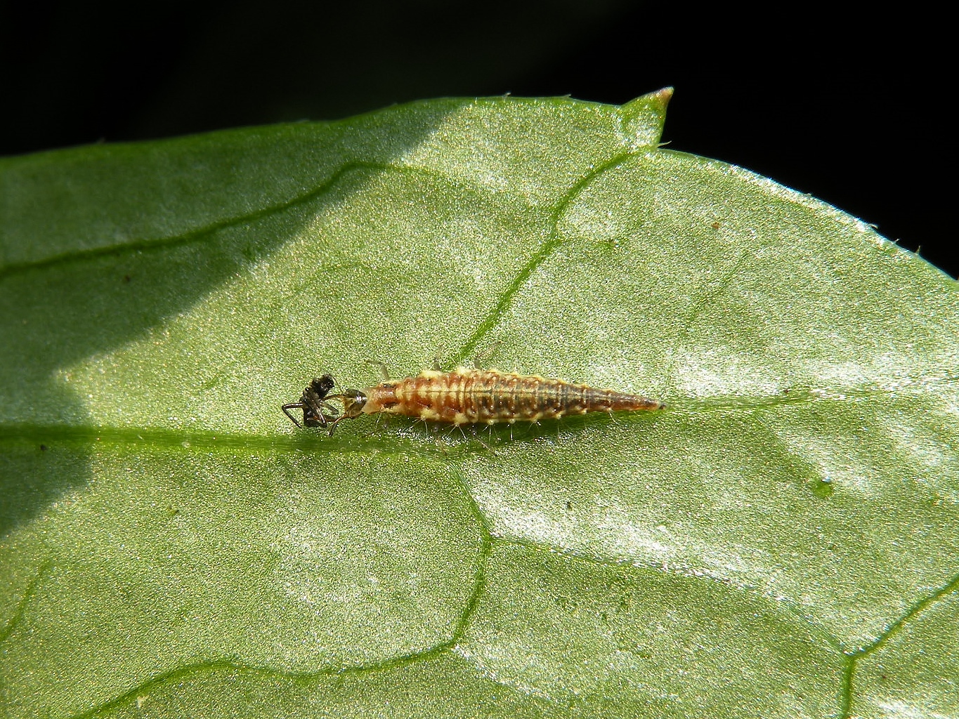 Larve van een Gaasvlieg