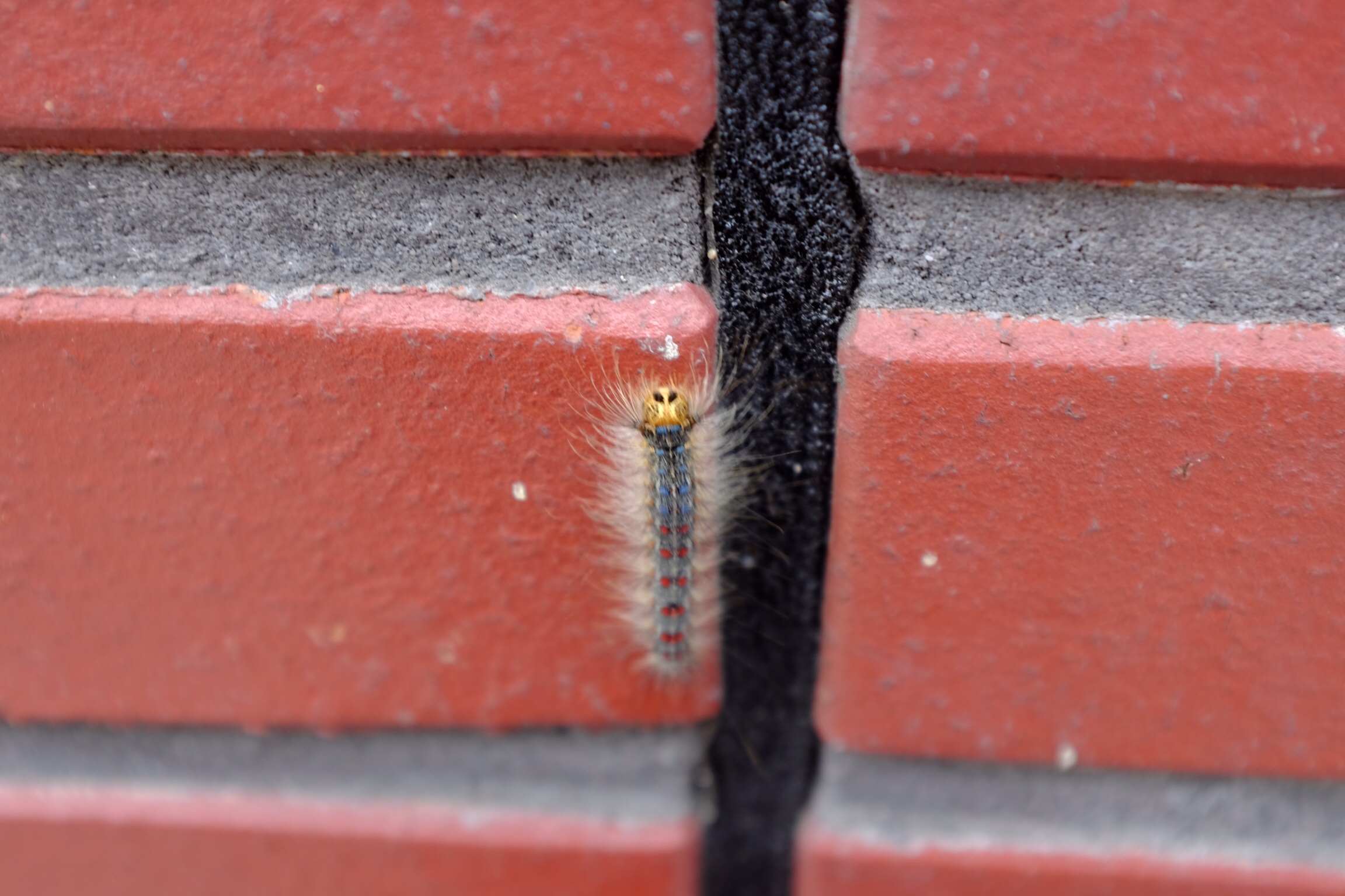 Is dit een eikenprocessierups?