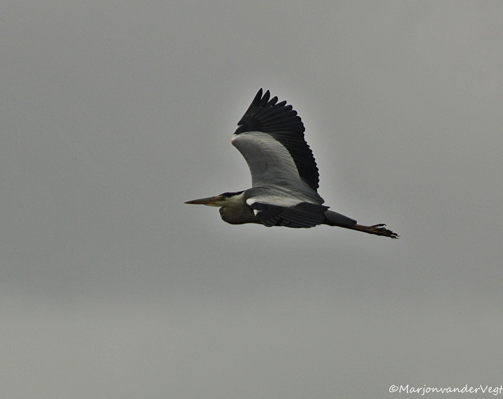 'n Rèswèkse Règâh