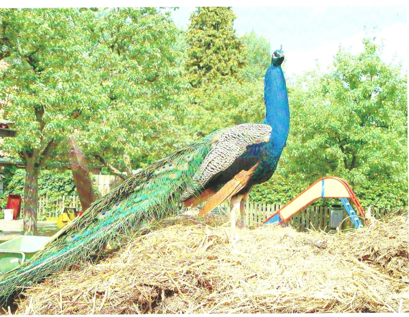 Zo trots als een pauw!