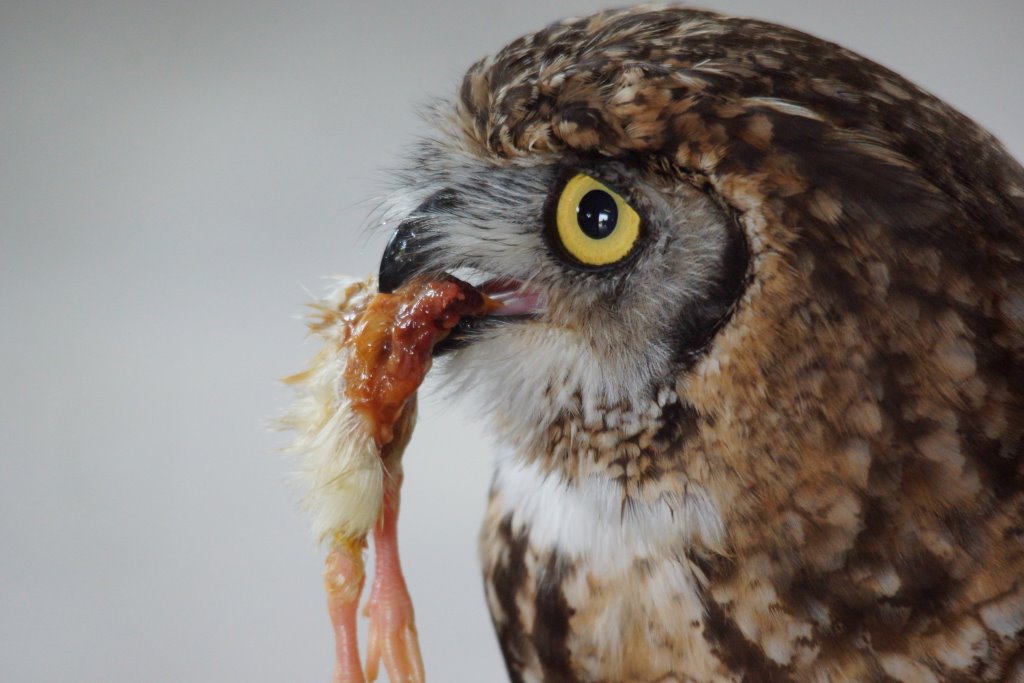 Uil met prooi 