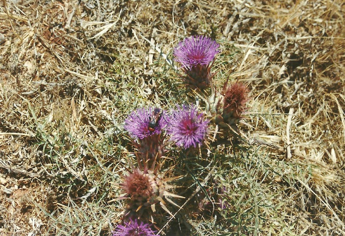 Distel