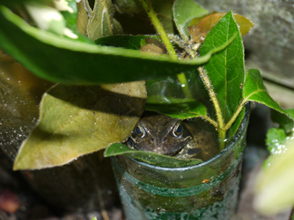 Kikker had zich goed verstopt