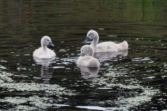Jonge zwaantjes