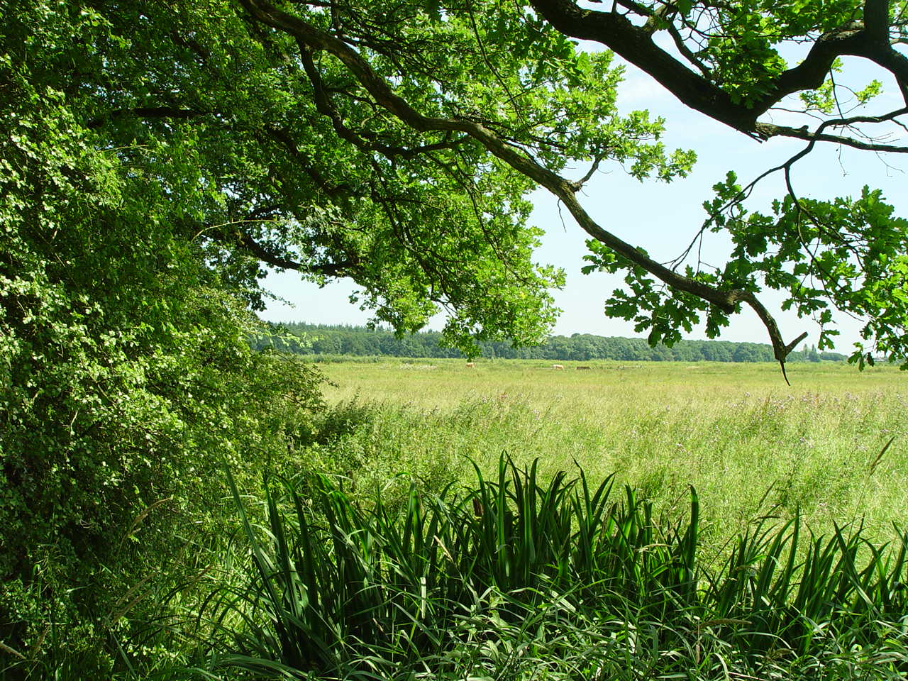 Amerongse Bovenpolder