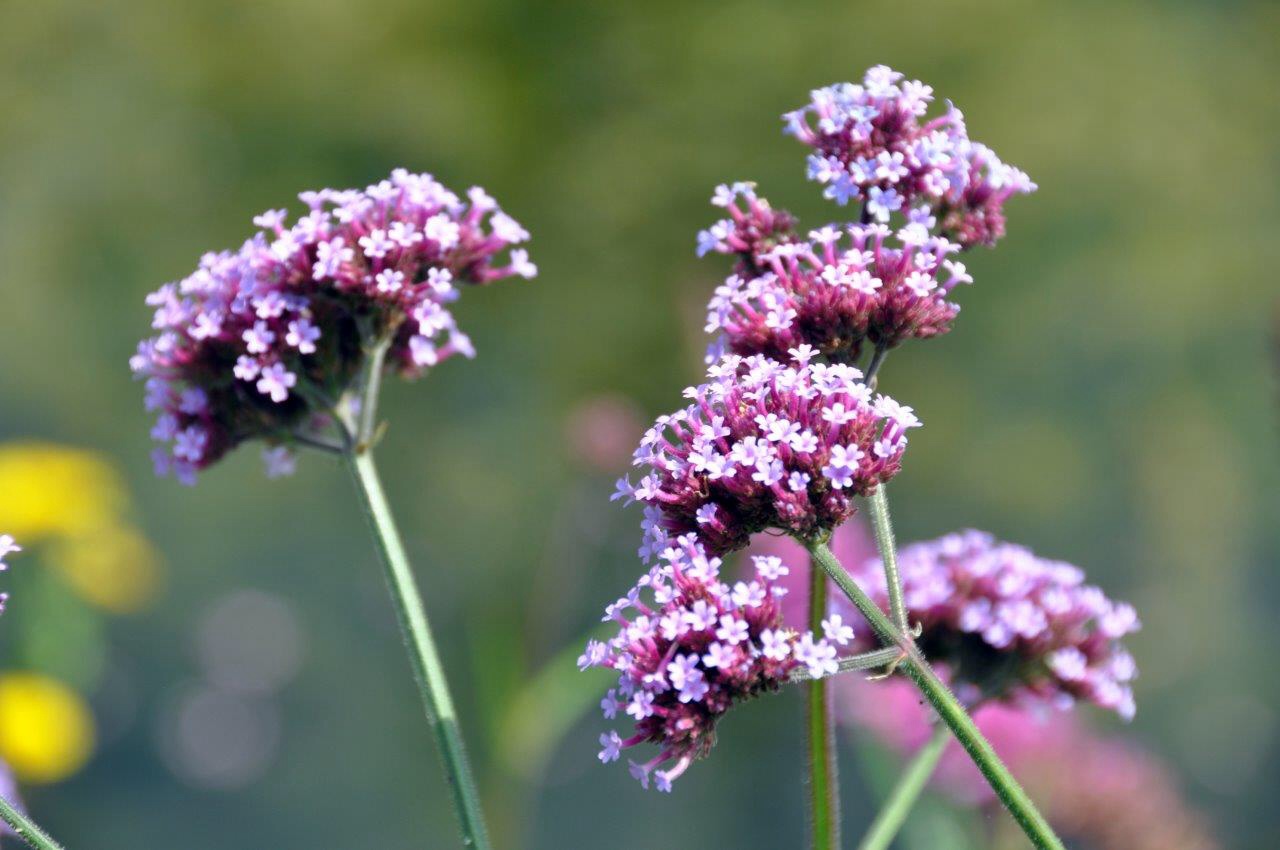 Verbena
