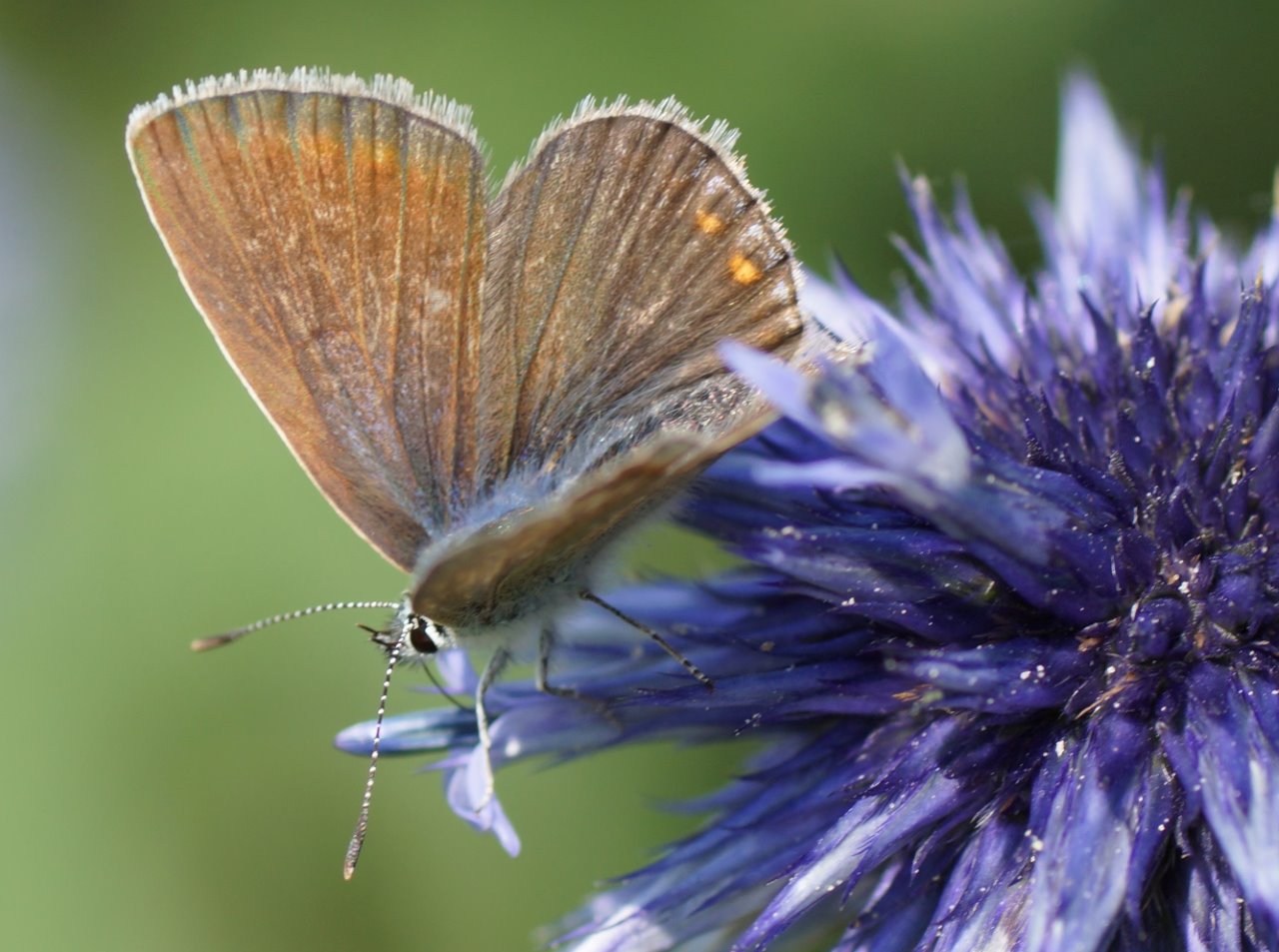Icarusblauwtje op kogeldistel