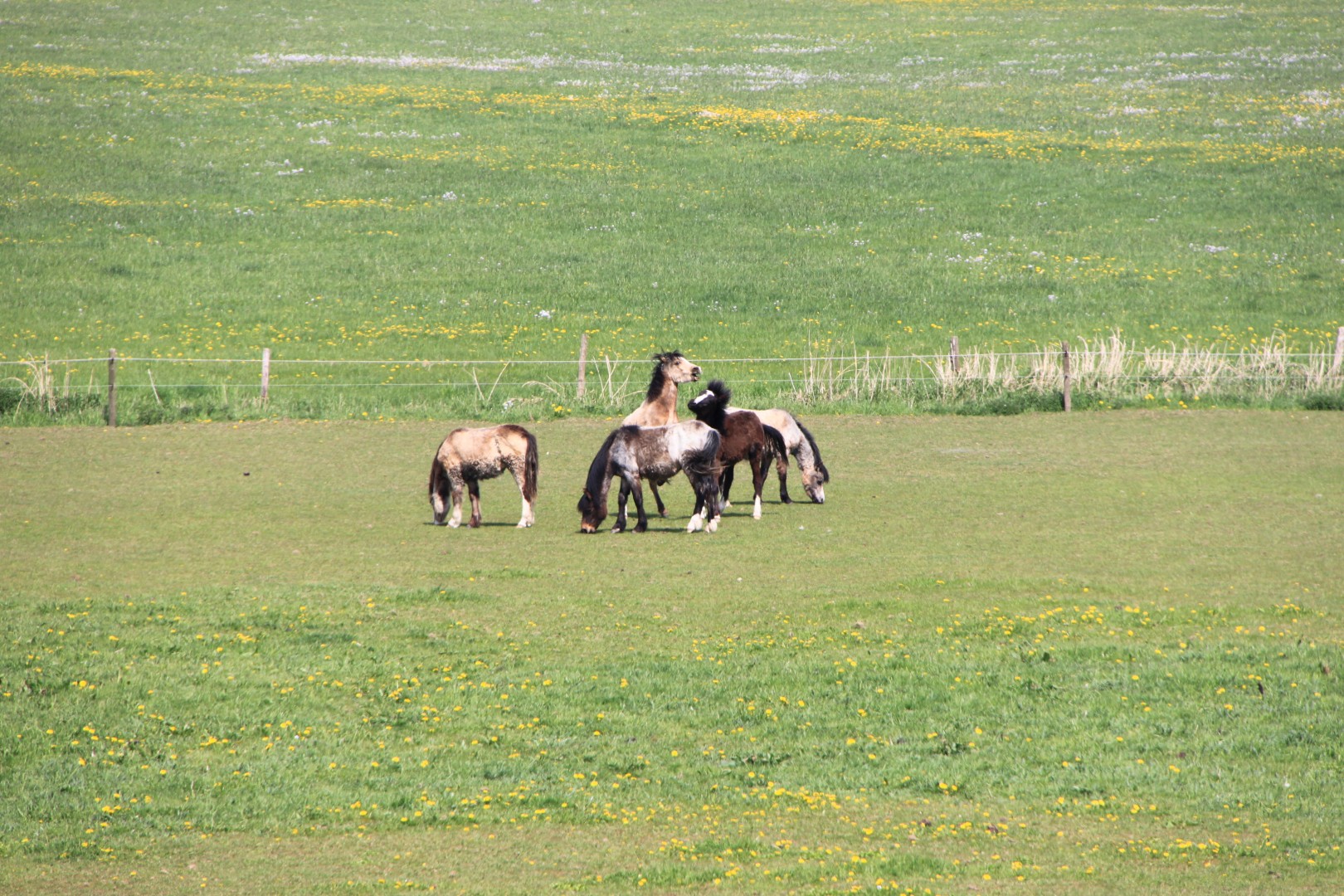 Paarden in het voorjaar