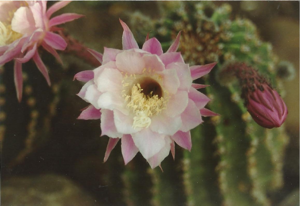 Roze-witte Cactusbloem