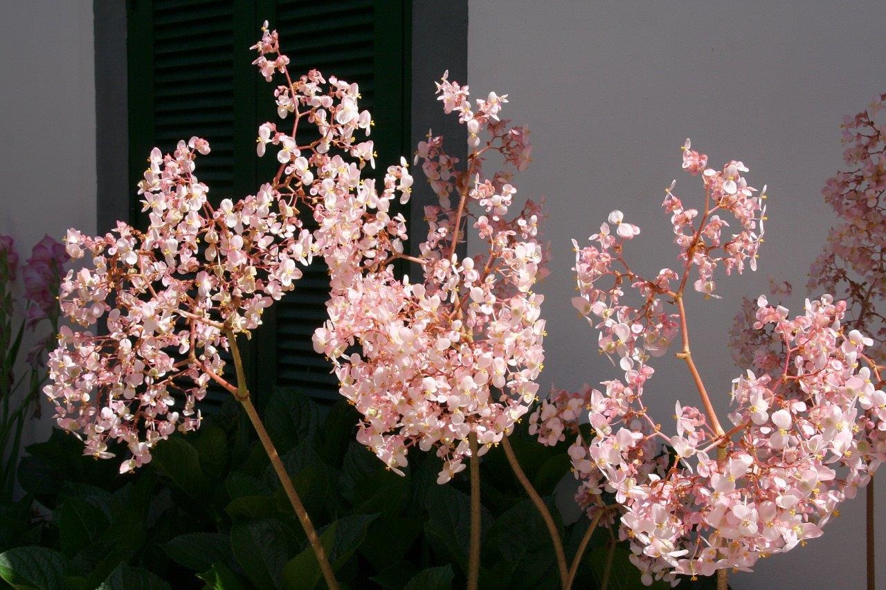 Begonia 2