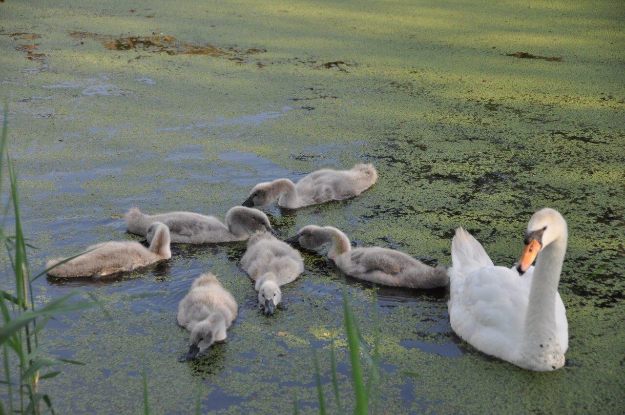 Familie zwaan 2