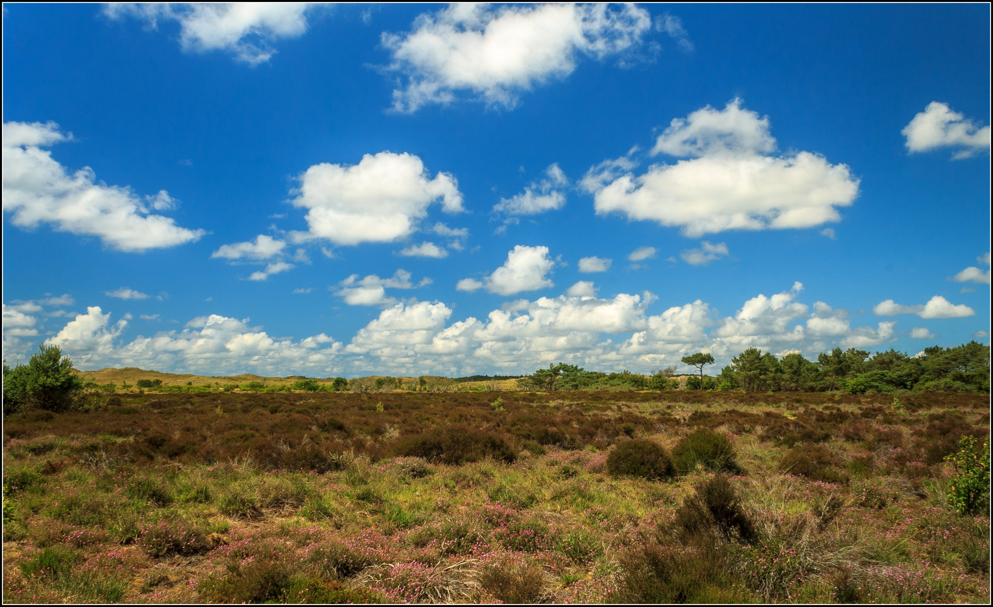 Hei, duinen Schoorl.
