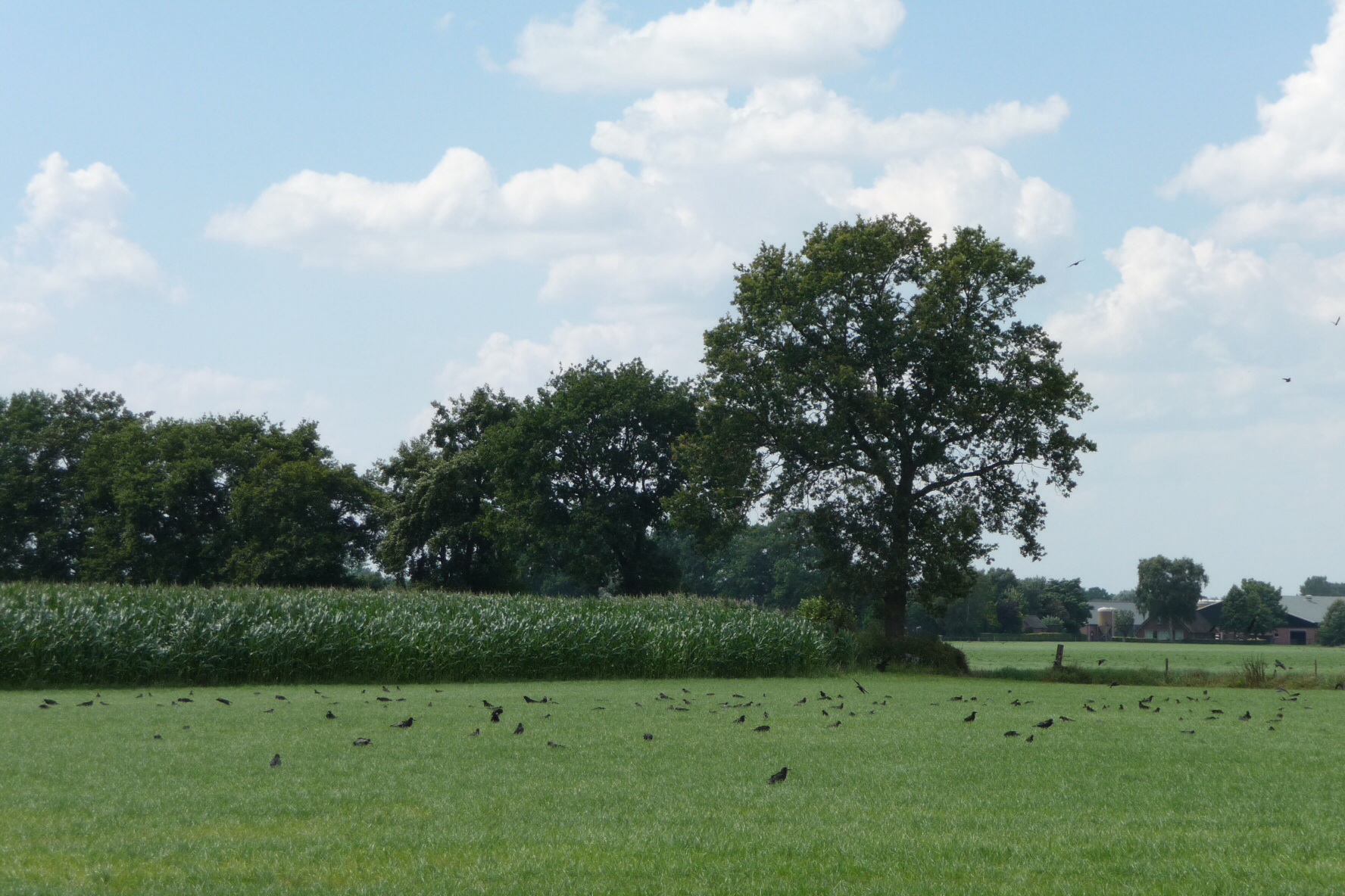 Veel kraaien en roeken 2