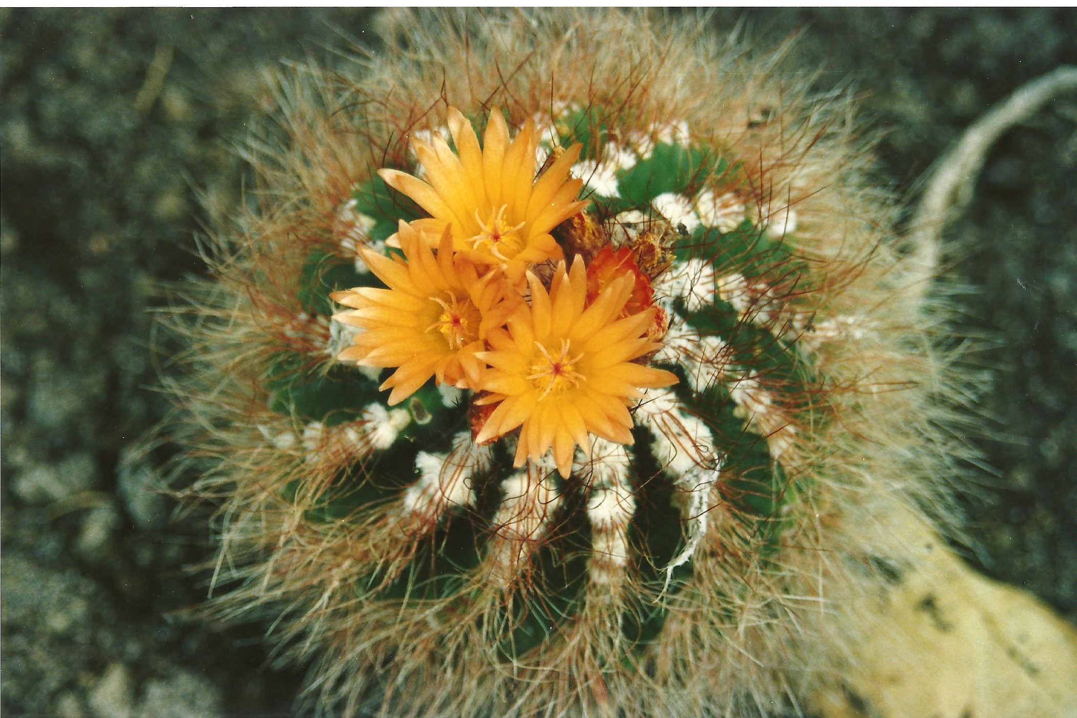 Drie gele Cactusbloemen