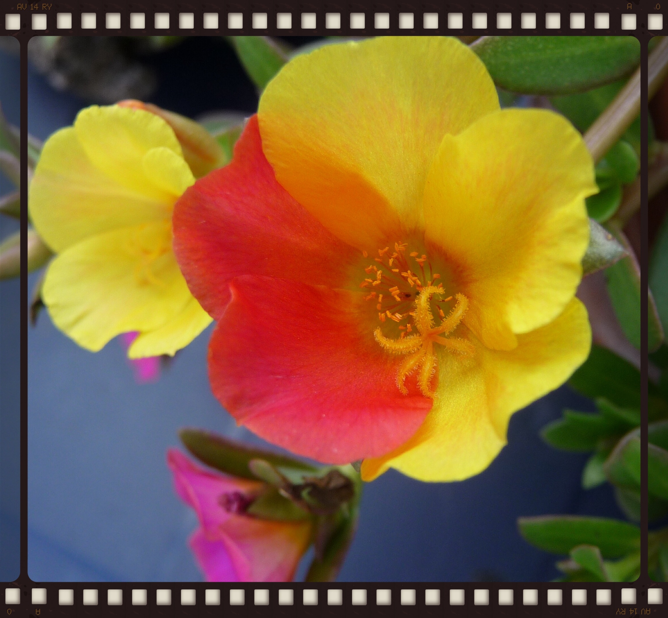Tweekleurige Portulaca