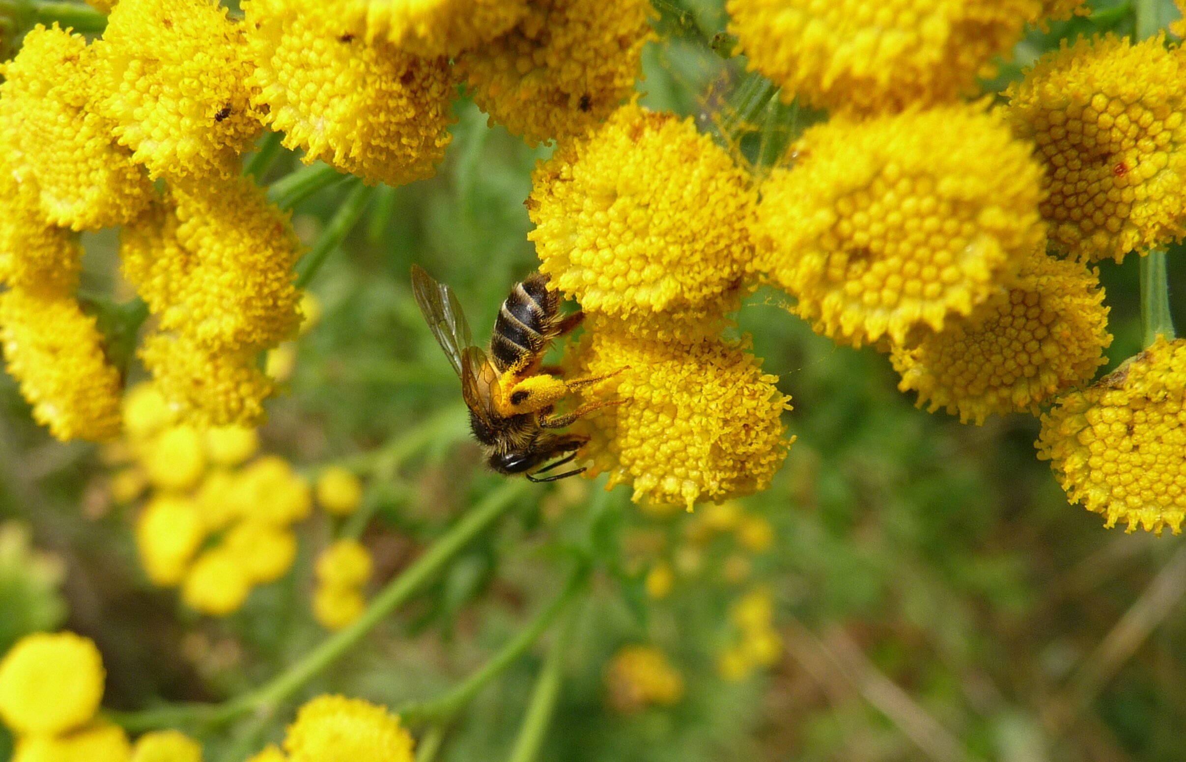 Boerenwormkruid met bij