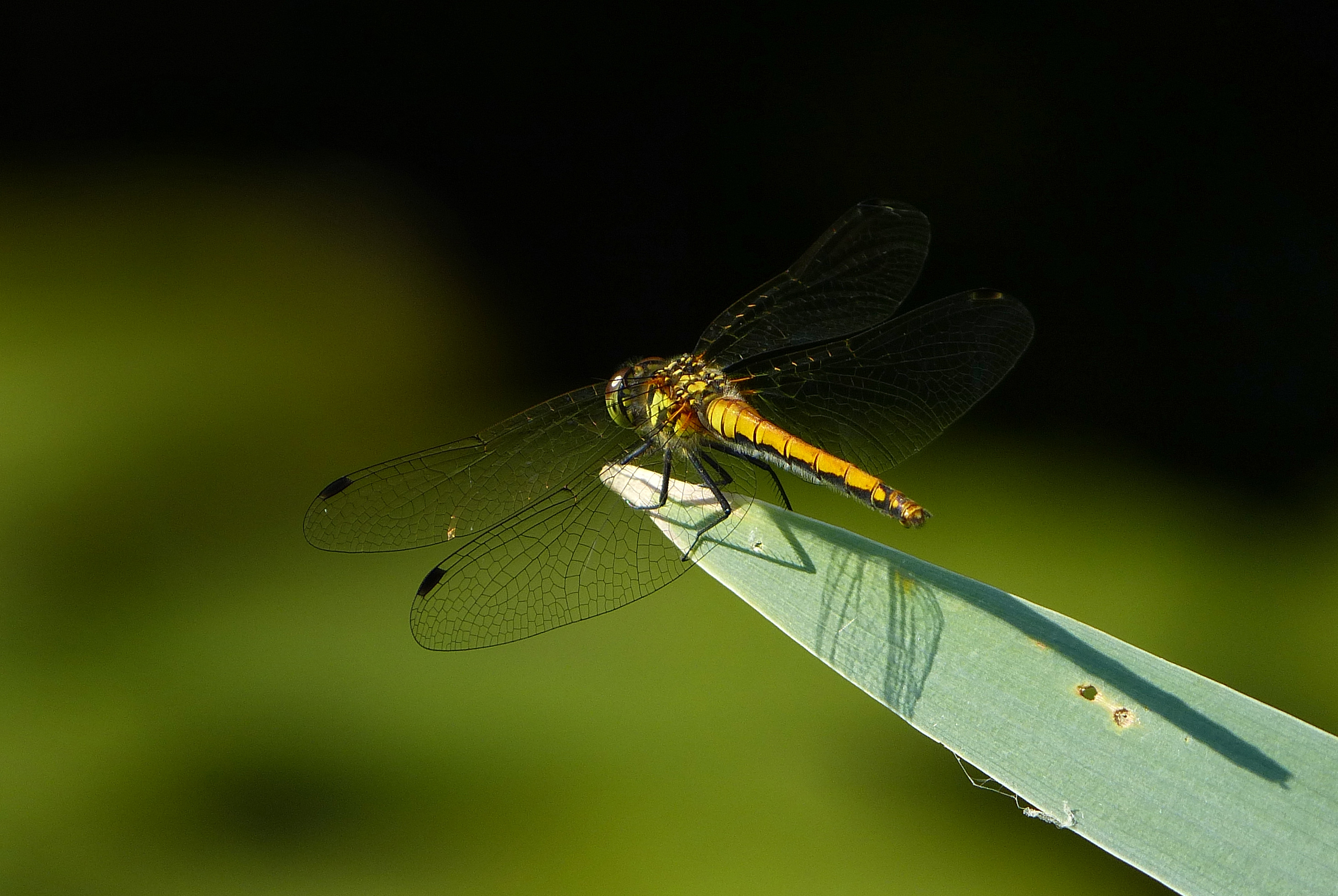 Heidelibel