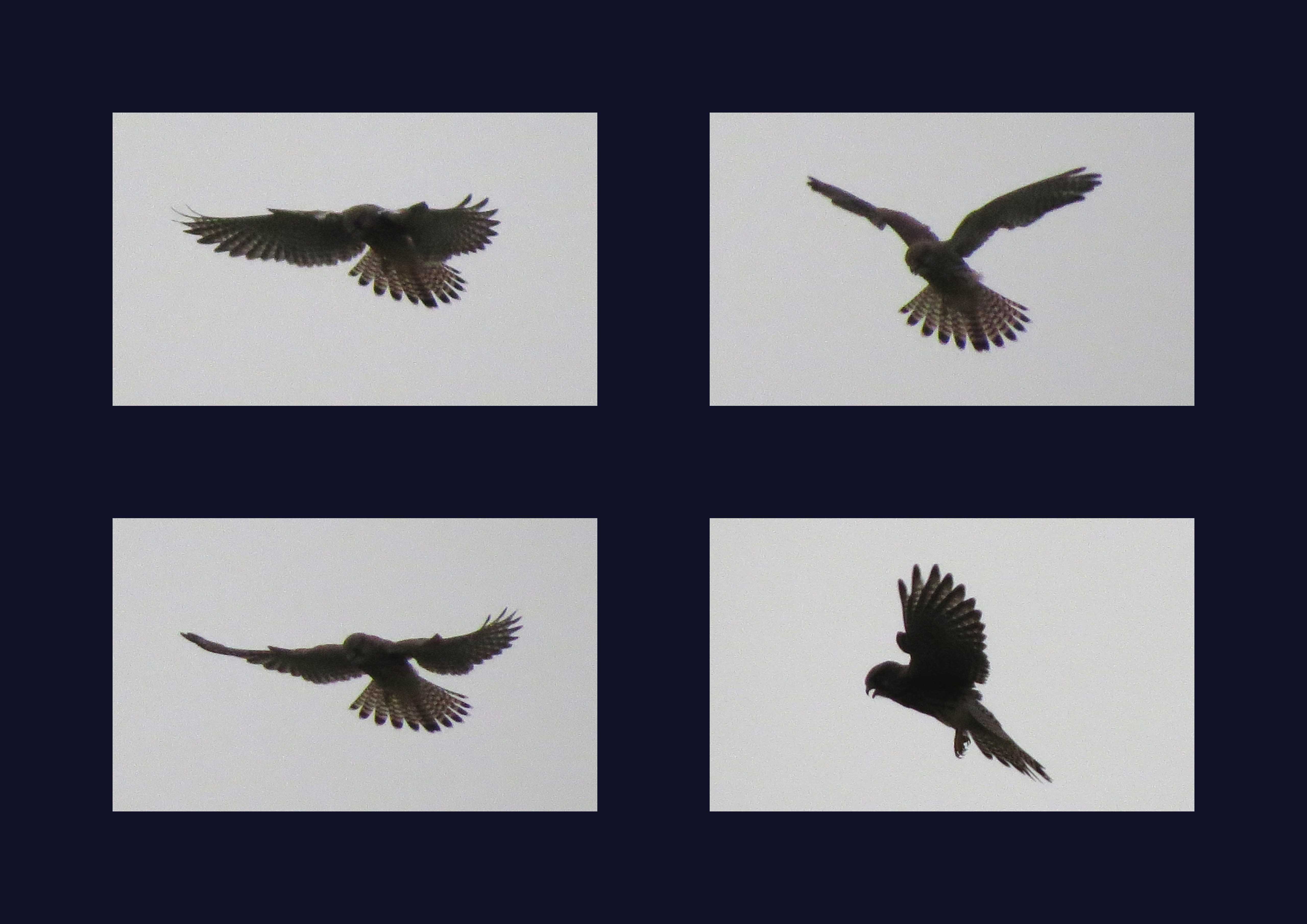 Silhouet biddende torenvalk