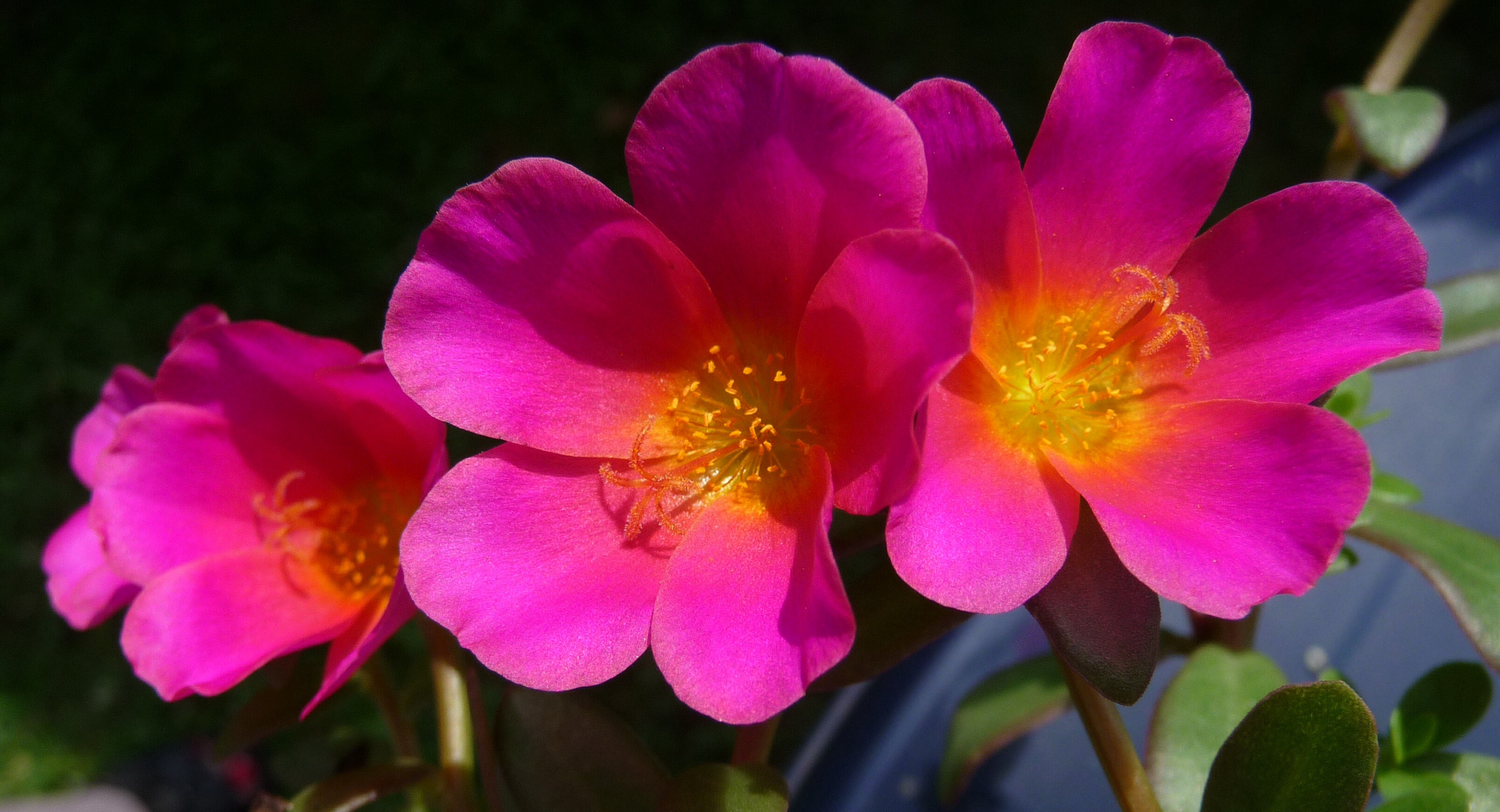 Portulaca 3