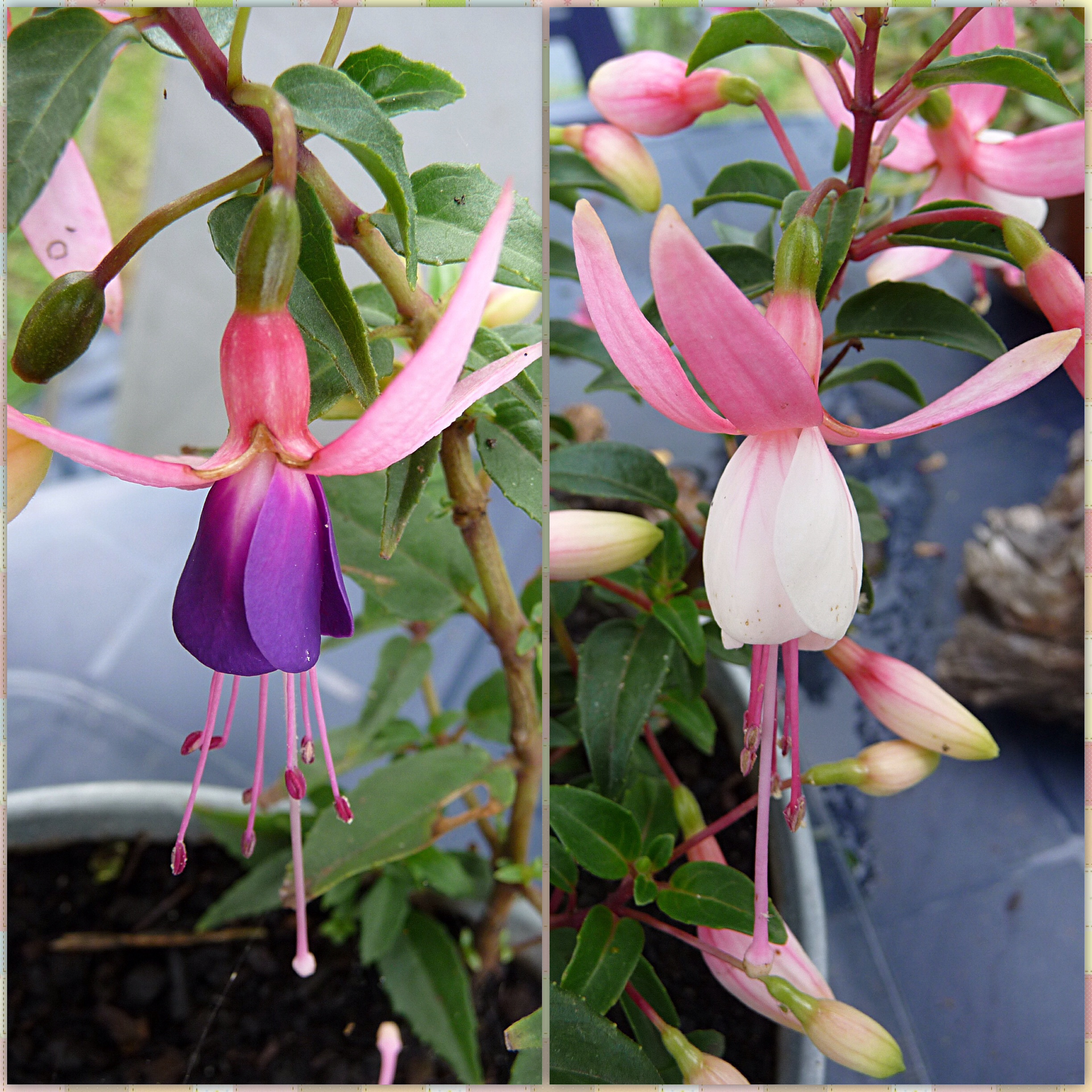 Fuchsia