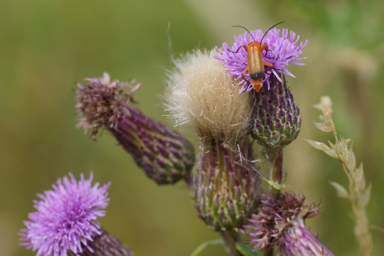 Paarden distel met ??