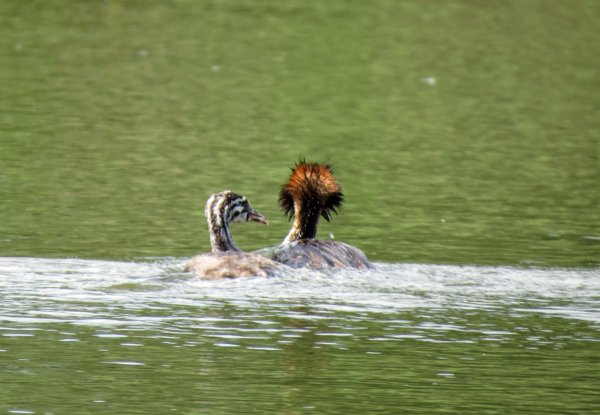 Krijg ik ook zo'n mooi kapsel?