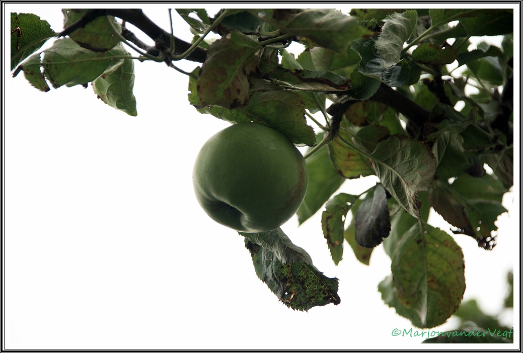 Appeltje voor de dorst