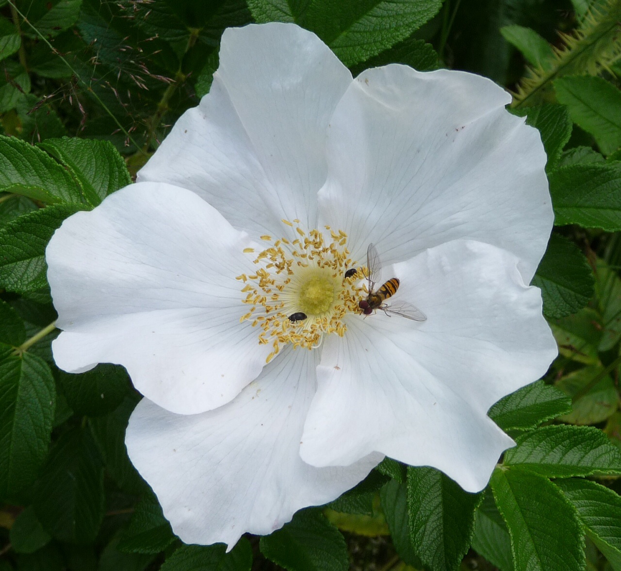 Wilde roos met pyamazweefvlieg