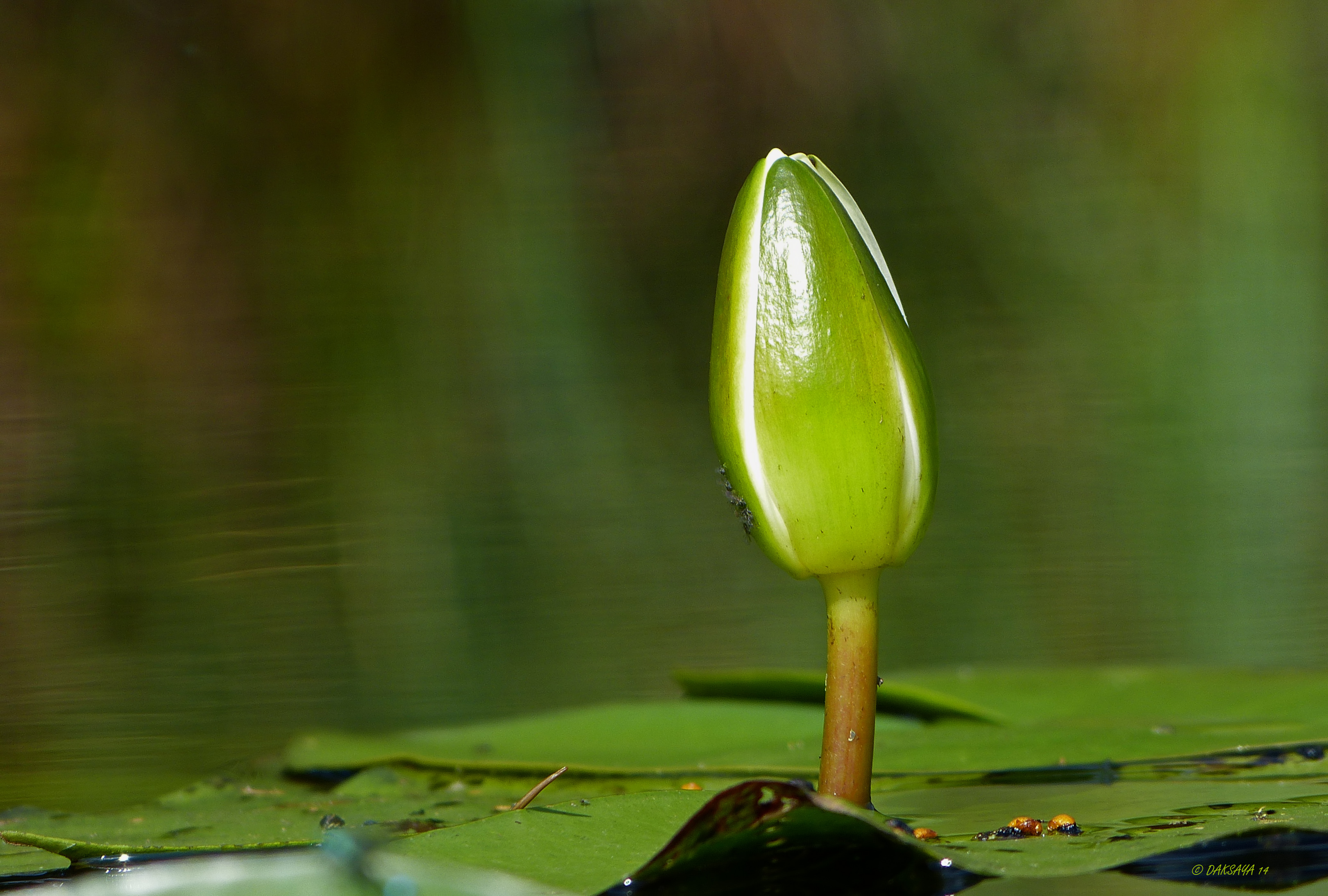 Knop